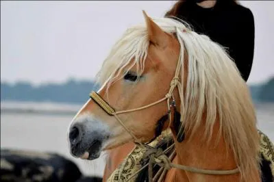 Quel est l'autre nom du filet ?