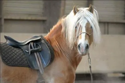 Quels éléments doit-on démonter pour nettoyer la selle ? (plusieurs réponses à cocher)