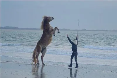 Comment voit-on que la couverture est à la taille du cheval et/ou poney ?