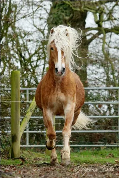 Pourquoi met-on une couverture au cheval ?