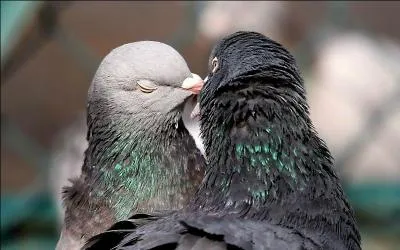 Ce sentiment, je vous le recommande à tous, ah si seulement le monde pouvait s'en inspirer !