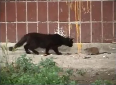 Voici un sentiment qui ne manque pas d'audace !