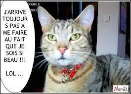 Il a une certaine tendance à rouler des mécaniques non, quel est ce péché capital ?