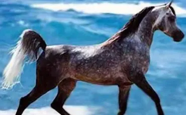 Quiz Galop 1
