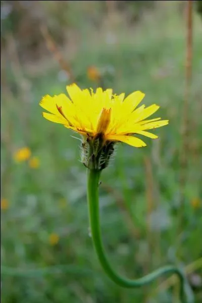 Petit bâton mis dans les trous d'un trictrac, servant à marquer les parties à mesure qu'on les gagne :