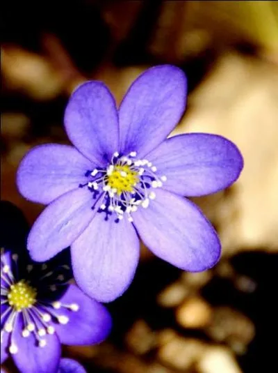 Histoire. Étendue d'une juridiction ou d'une paroisse :