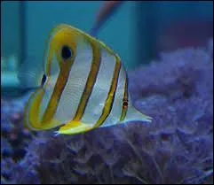 Si on se sent à l'aise quelque part, on peut dire qu'on est comme...