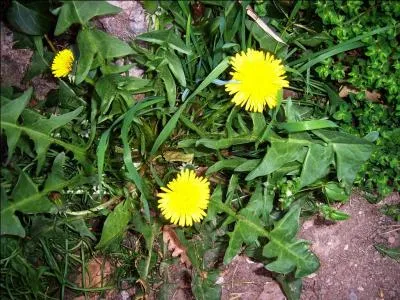 De ces trois grands fauves, lequel associez-vous à la photo ?