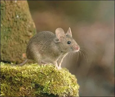 Quelle fleur est liée à la photo ?