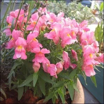 Terminons avec cette magnifique fleur, sans doute la connaissez-vous, on l' appelle ...