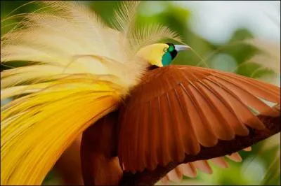 Quel végétal associez-vous à ce magnifique oiseau ?