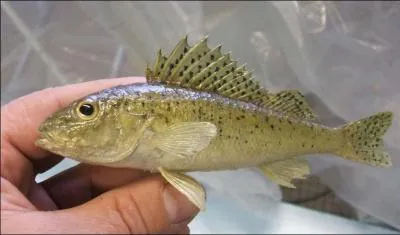 Dans l'imagerie populaire, le nom de ce poisson est utilisé, de façon grossière, pour désigner ...