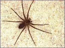 Cette araignée est d'origine nord-américaine, son venin tue les cellules autour de l'endroit de la morsure et elle a fait "parler" d'elle dernièrement en France. Mais, qui est-elle ?