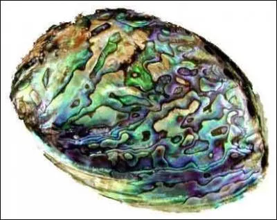 Vous connaissez peut-être l'ormeau, un coquillage rare à la chair fine et iodée, mais qu'est-il au juste ?