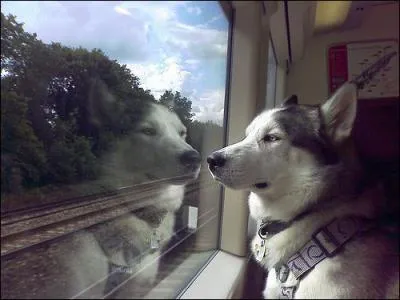 Si mon animal de compagnie pèse plus de 6 kg, je peux le prendre en voyage gratuitement : en train, avion, mais pas en voiture.