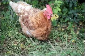 Les poules domestiques ont-elles besoin d'un grand espace pour vivre ?