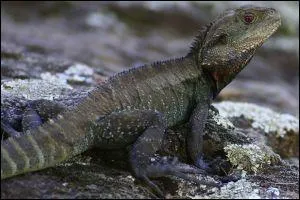 Le dragon d'eau mâle arbore fièrement une crète épineuse et il aime se faire doré au soleil.
Combien y a-t-il de fautes ?