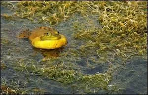 Cet un prédateur, actif de nuit comme de jour : il avalent écrevisses et petits poissons.
Combien ai-je fait de fautes ?