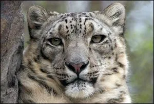 Ce félin, magnifique, est paré d'une longue fourrure blanche tachetée de ----. Le léopard des neiges porte aussi le ---- d'----.