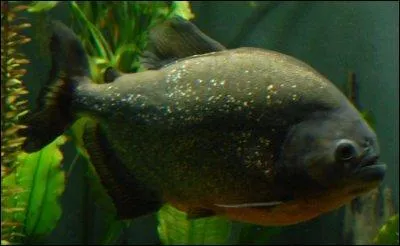 Le ---- dont il existe plus de ---- variétées, entre dans la grande famille des poissons carnivores dès lors qu'il ---- à ventre rouge.
J'ai aussi fait une faute dans un autre mot ! Lequel est-ce ?