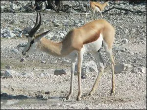 Le ---- surveille attentivement votre appareil photo. C'est une ------ élégante, dont la robe va de l'ocre au ----. Les cornes ----, en forme de ---- sont recourbées.