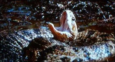 Cet animal à ---- et ----- est une espèce de vipère vivant dans certaines régions des États-Unis. Attention, aussi bien dans l'eau que sur la berge !