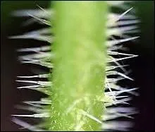 Retrouvez la liste correcte des synonymes de l'adjectif piquant.