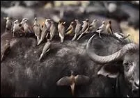 Les ---- appartiennent à la famille des ----- et habitent la savane. Ils se nourrissent des parasites vivant sur la peau des bufs et des grands ongulés.
