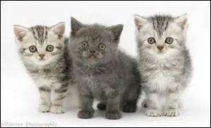 Que vous suggère l'illustration qui peut aussi être une chanson ?