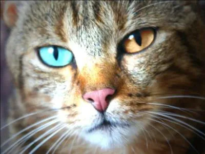 Un "addax" est une antilope.