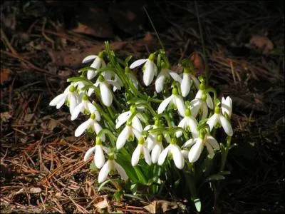 "L'acid rock" est un genre de rock psychédélique.