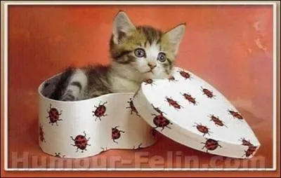 "L'acolyte" assiste le prêtre à l'autel.