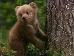 Quel est ce "Disney" ?