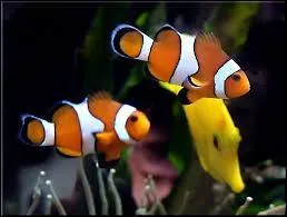 Quel est ce "Disney" ?