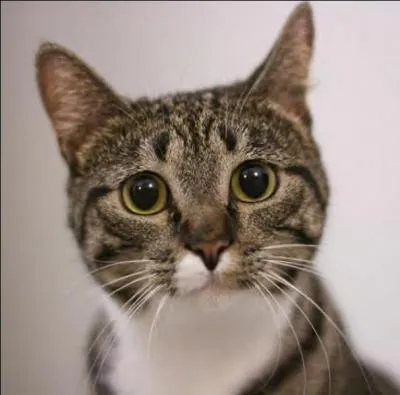 Charles de Gaulle fut un grand tacticien, un véritable défenseur des intérêts français, et son chat avait un prénom tout simple et charmant, qui prend un petit côté grivois ces jours-ci...