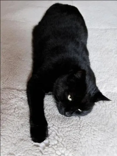 Anatole France, le grand écrivain, a choisi un héros antique, un guerrier, pour prénommer son chat...