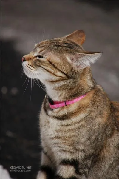Churchill était à demi-américain par sa mère aussi on s'étonnera moins que son chat ait porté le prénom du patriarche de la famille Ewing, star de la série culte Dallas...