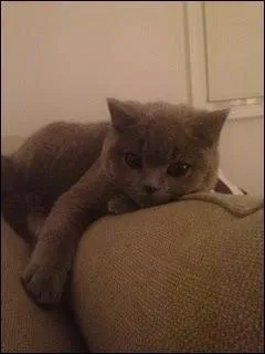 Scott Fitzgerald est né et a vécu dans l'ère des débuts du jazz triomphant, du charleston et autres danses de société de ces années là, mais son chat portait le nom d'un tout autre type de musicien...