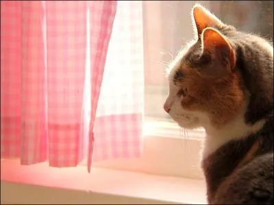 Richelieu vivait au cur des intrigues et assumait son rôle, et n'y allait pas de main morte en prénommant son chat...