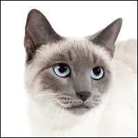 Quel essayiste et philosophe a bien pu prénommer son chat Madame Vanity  ?