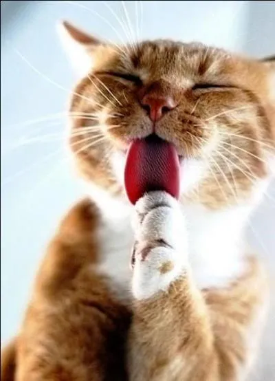 Céline est l'écrivain du Voyage dans la nuit, et avait prénommé son chat un peu à la façon d'un copain de bistrot qui aurait perdu ses boutons de culotte...