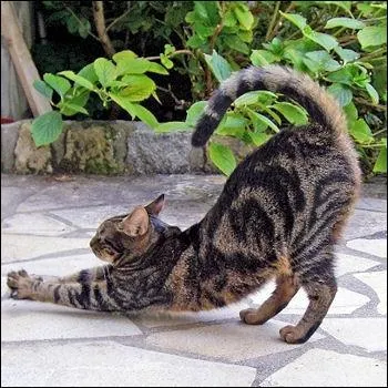 Lord Byron fut l'époux de Mary Shelley, qui a écrit Frankenstein, et était lui-même un poète admiré. Son chat porte un drôle de prénom, proche d'un célèbre briquet...