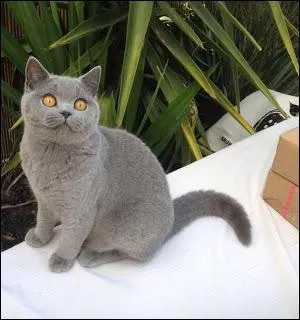 Poe est un écrivain américain à l'imagination macabre débordante, qui avait un chat, en fait une chatte, joliment prénommée presque selon shakespeare qui matait les femmes par l'amour...