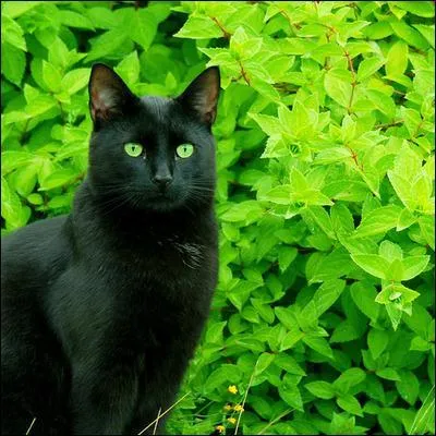 Hugo a eu deux chats aux prénoms pouvant si l'on veut rejoindre les préoccupations de cet illustre et talentueux artiste...