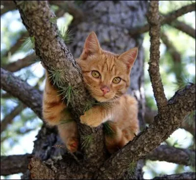 L'ex-gouverneur de Californie et ex-président républicain des USA et ex  acteur et Président du syndicat des acteurs Ronald Reagan avait une chatte dont le prénom tient (presque) la vedette dans un célèbre titre de Charles Trénet...