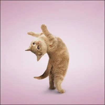 Freddie Mercury, le chanteur du groupe Queen, avait une chatte au prénom biblique très musical car ce fut aussi le titre d'un tube de Tom Jones...