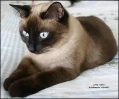 Ernest Hemingway avait deux chats aux prénoms étonnants, car l'un est le nom d'un ganster célèbre, tandis que l'autre rend un amusant hommage à ce qu'est le chat...