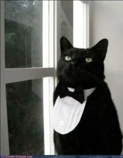 Qui aurait cru que Lennon ait pu donner ce prénom de chanteur à son chat...