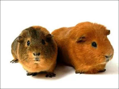 Il est plus gros que le hamster. Quel est son nom ?