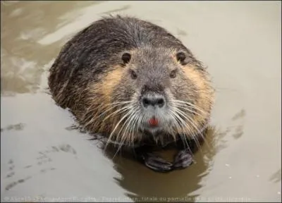 Ce n'est pas un castor. Quel est son nom ?